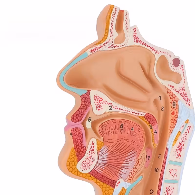anatomie normale de la narine et de la gorge humaine modèle d'enseignement et de recherche, en silicone, anatomie normale de la narine et de la gorge humaine modèle d'enseignement et de recherche, en silicone,