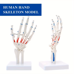 anatomie normale de la narine et de la gorge humaine modèle d'enseignement et de recherche, en silicone, (copie)