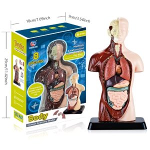 anatomie normale de la narine et de la gorge humaine modèle d'enseignement et de recherche, en silicone, (copie)